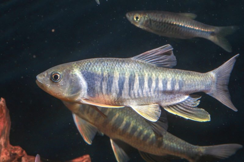 tiburón de agua dulce