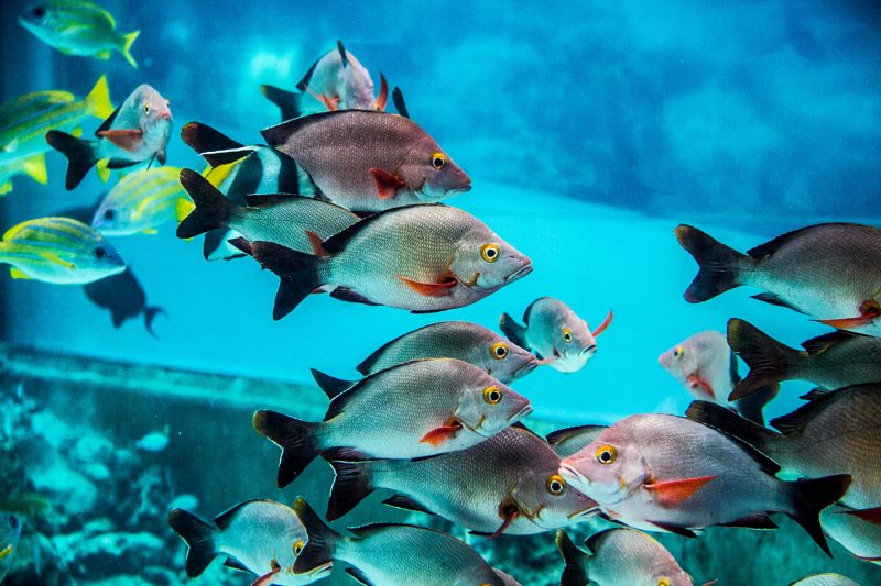 tiburones de agua dulce