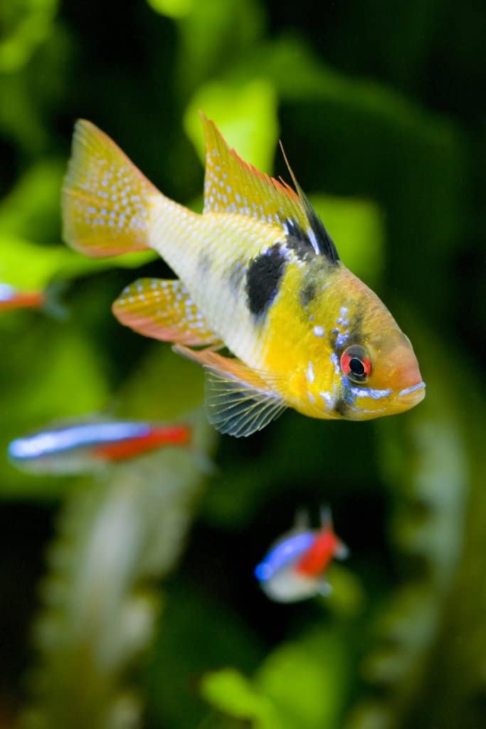 Compañeros de tanque alemanes Blue Ram