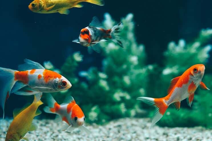 Goldfish común
