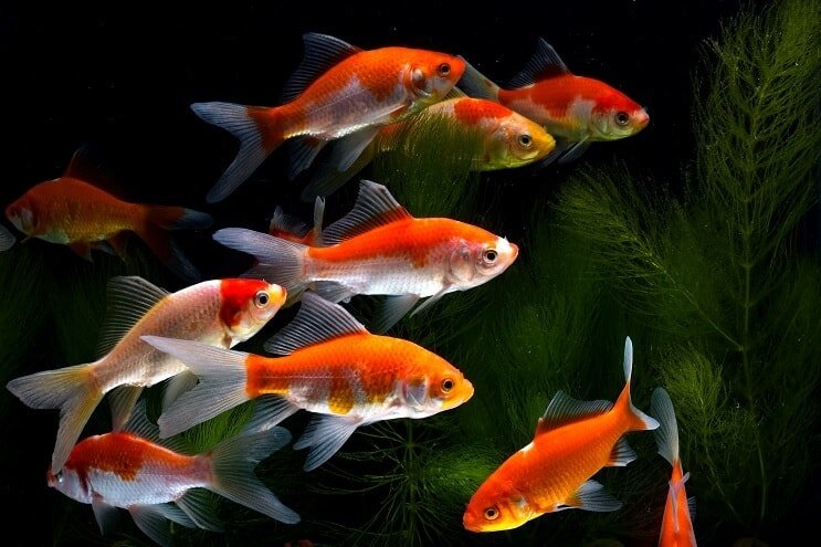Pez koi