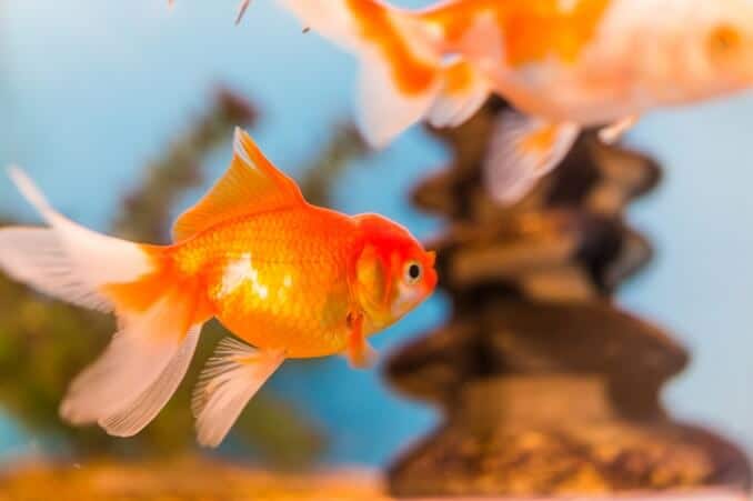 Pez de colores