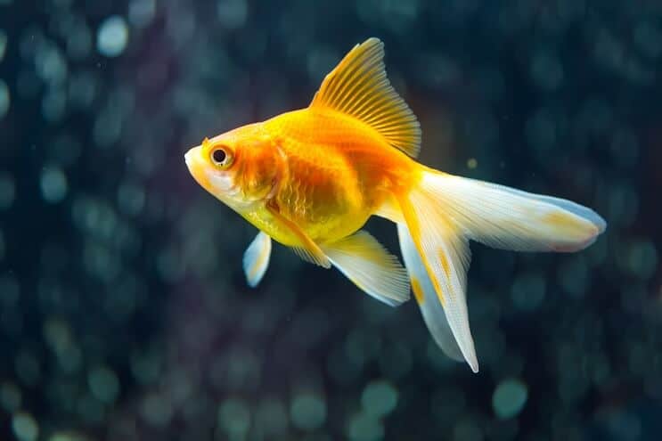 Cola de milano Goldfish