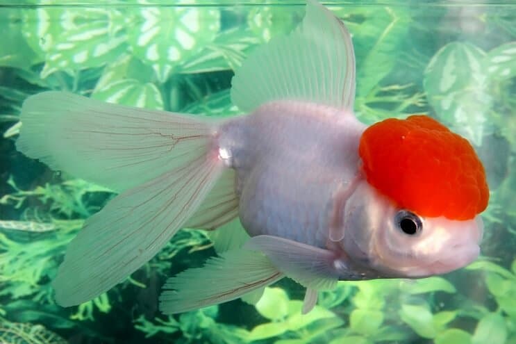 Pez dorado de Oranda
