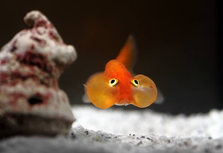 Goldfish ojo de burbuja