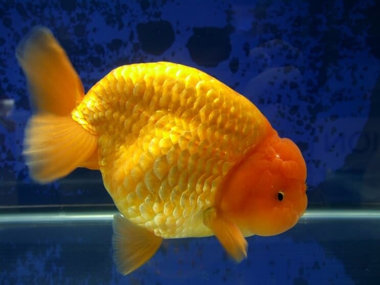 Ranchu Goldfish