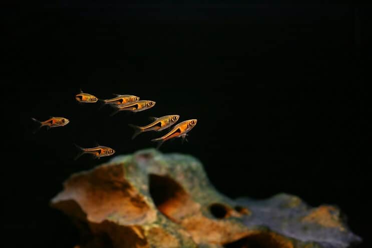 Compañeros de tanque Harlequin Rasbora