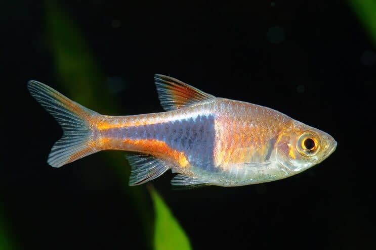 Cuidado de Harlequin Rasbora