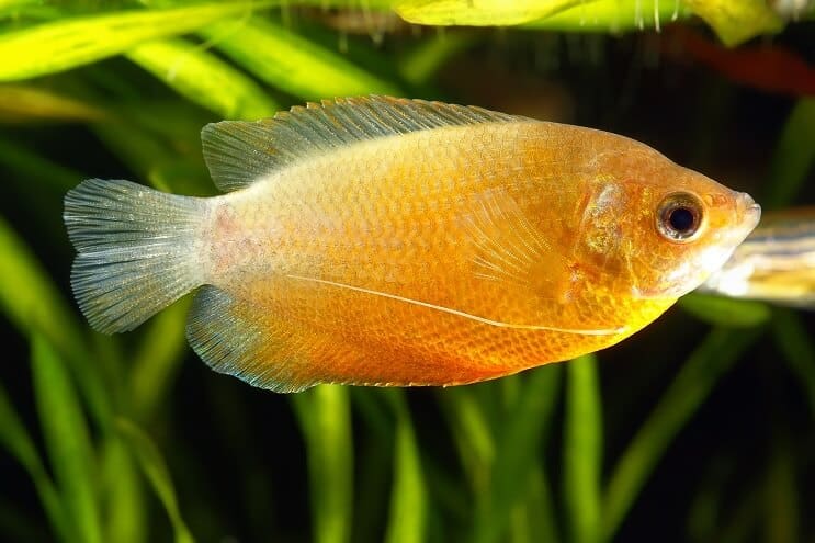 Miel Gourami