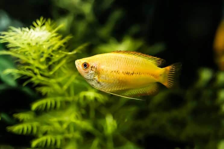 Apariencia de Honey Gourami