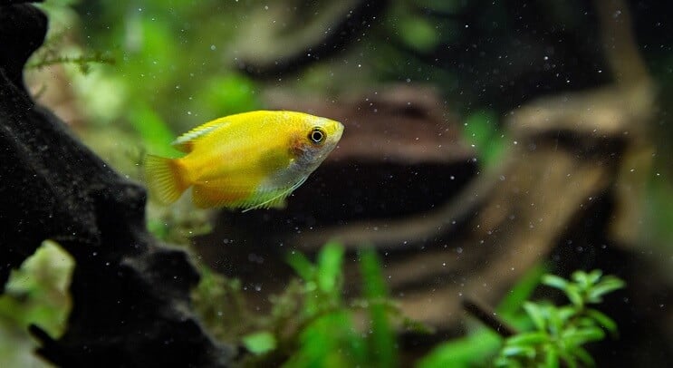 Gourami de miel al atardecer