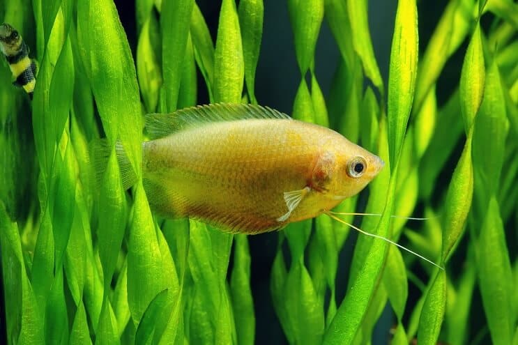Cuidado de Honey Gourami