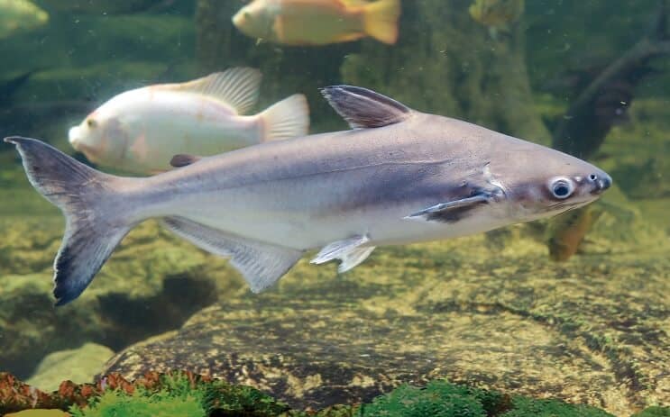 Tiburón iridiscente