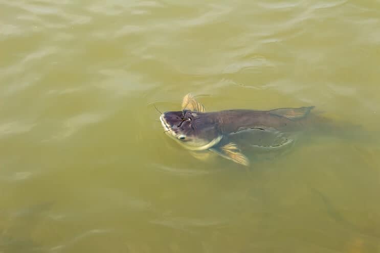 Tiburón iridiscente en la naturaleza