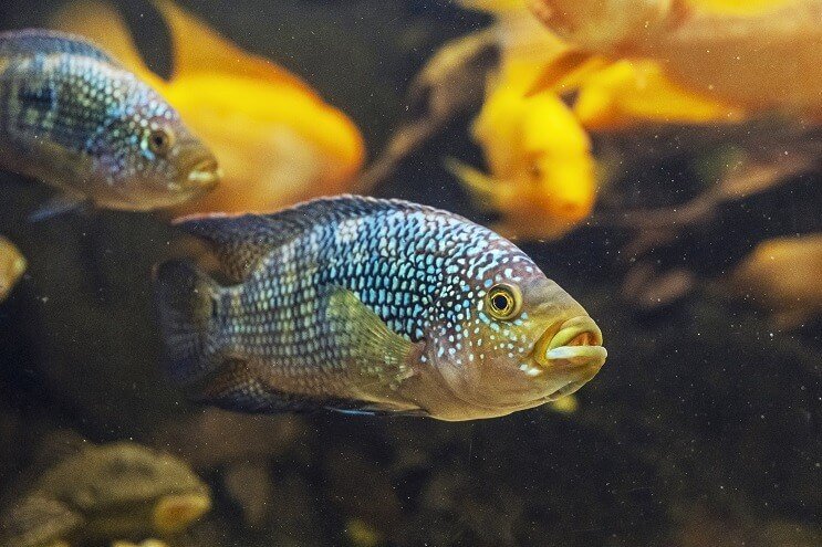 Apariencia de Jack Dempsey Fish