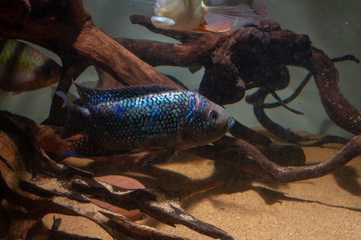 Condiciones del tanque Jack Dempsey