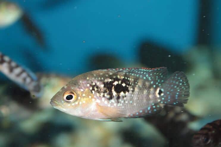 Juvenil Jack Dempsey Fish