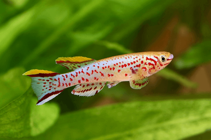 El killifish cola de lira azul