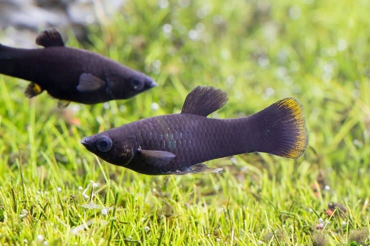 Pez molly negro
