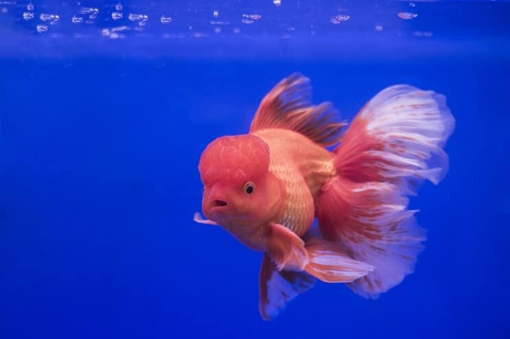 Pez dorado de Oranda