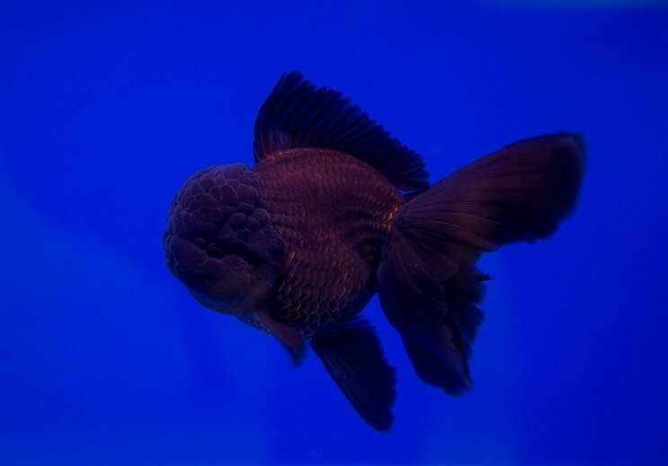 Pez dorado Oranda negro