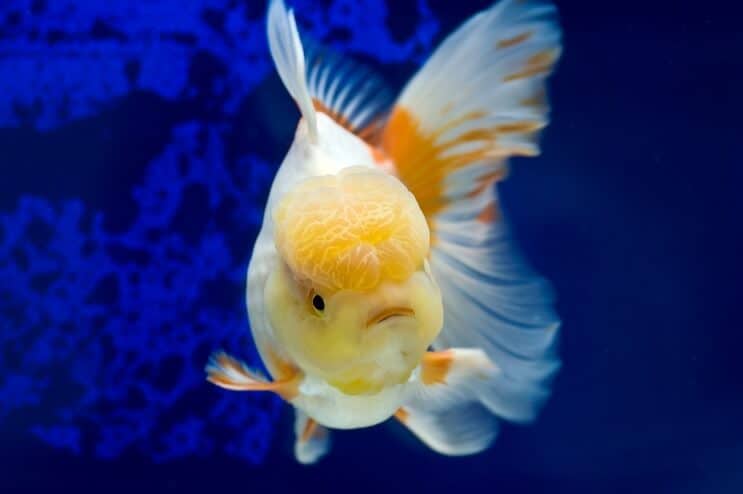 Oranda Goldfish nadando