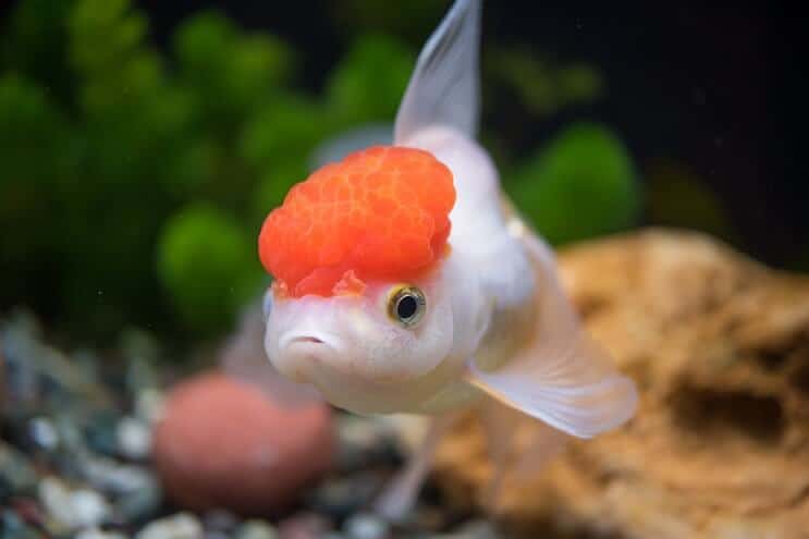 Apariencia de Oranda Goldfish