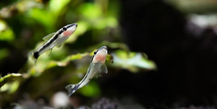 Otocinclus Natación