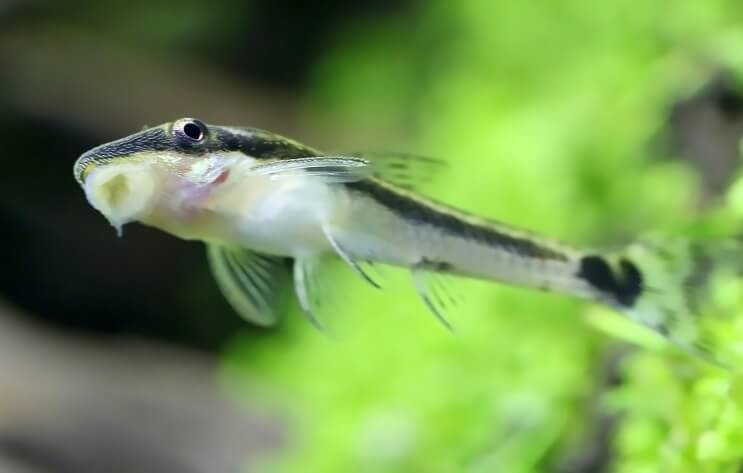 Otocinclus atascado en el tanque