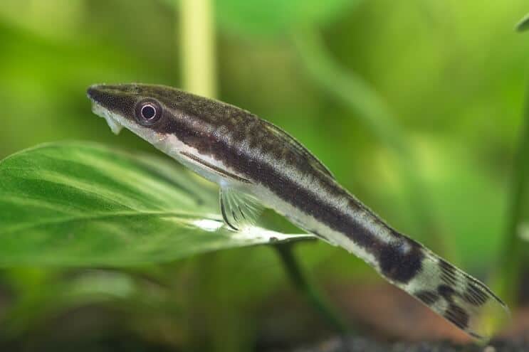 Cuidado de Otocinclus