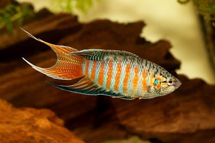 Apariencia de Paradise Fish