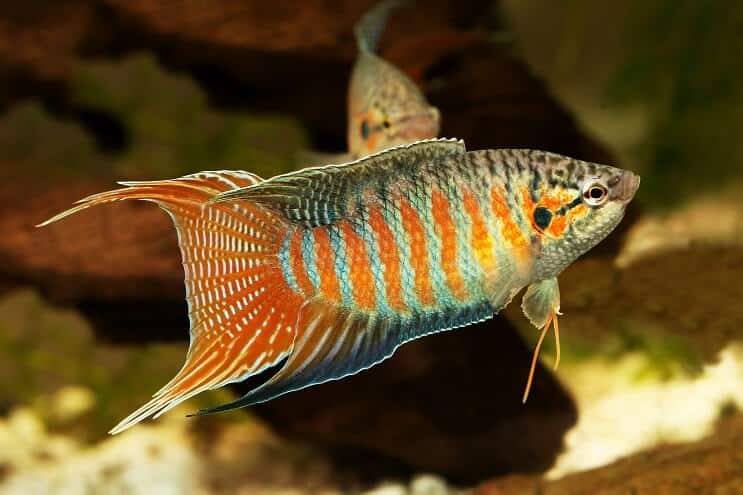 Hábitat de peces del paraíso
