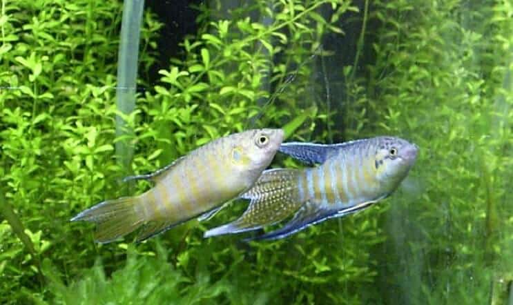 Cría de peces del paraíso
