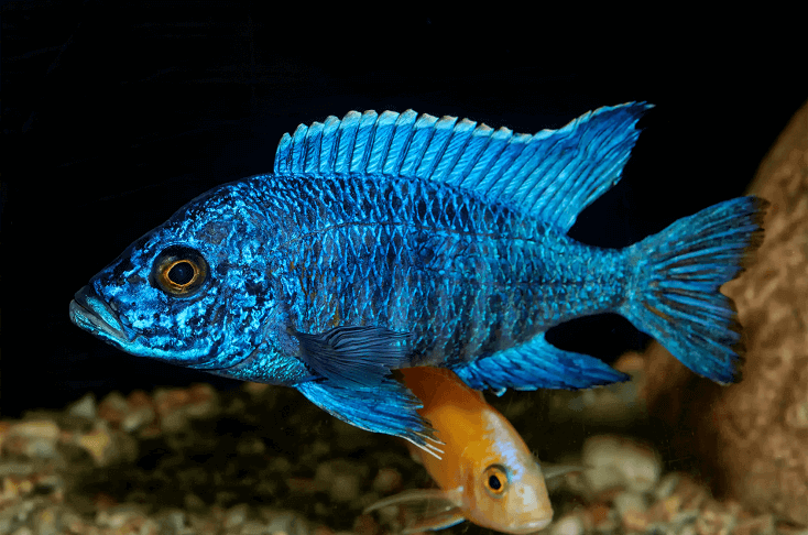 Pescado Aulonocara