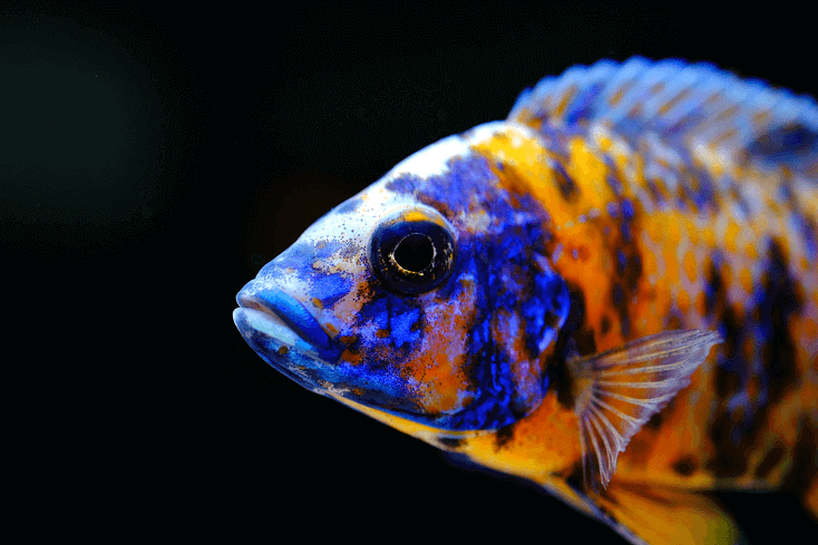 Acuario colorido de peces cíclidos africanos