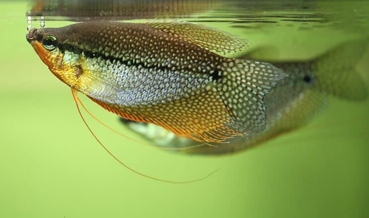 Apariencia Pearl Gourami