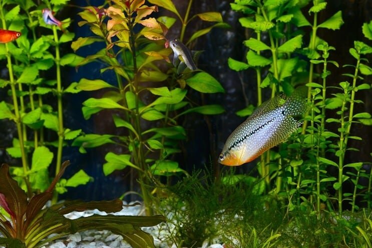 Pearl Gourami en un acuario
