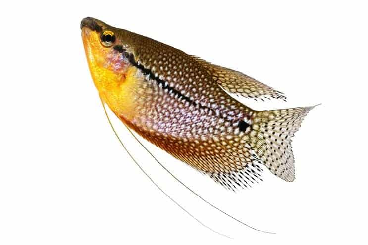 Pearl Gourami de cerca