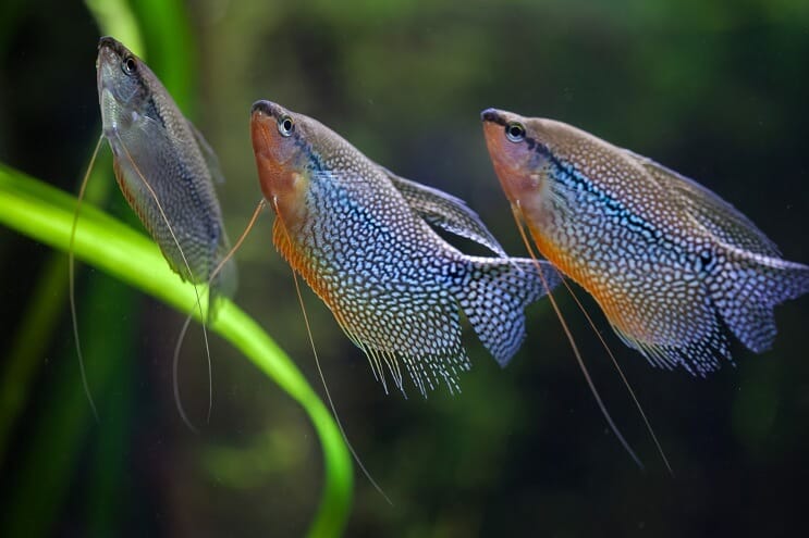 Grupo de Pearl Gourami