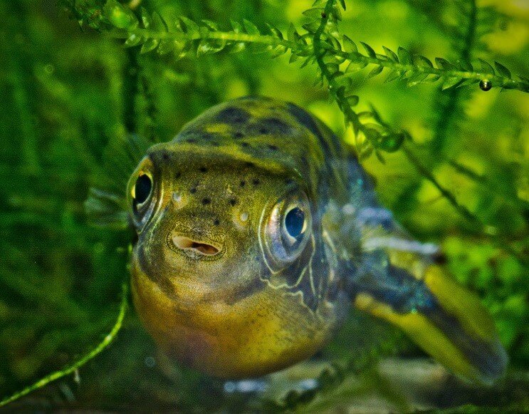 Puffer de guisante enano