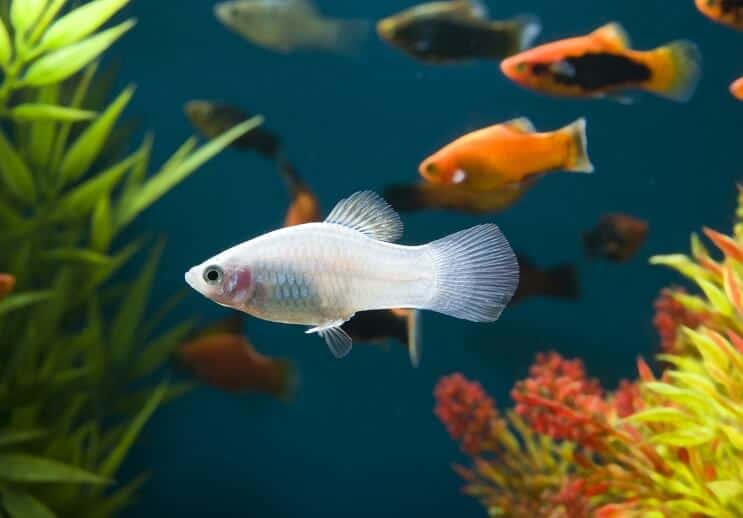 Platy Fish blanco
