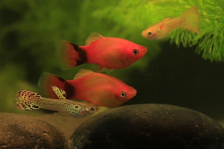 Guppy y Platy