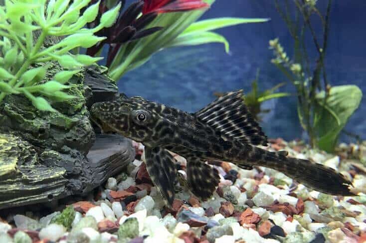 Descripción general de Plecostomus