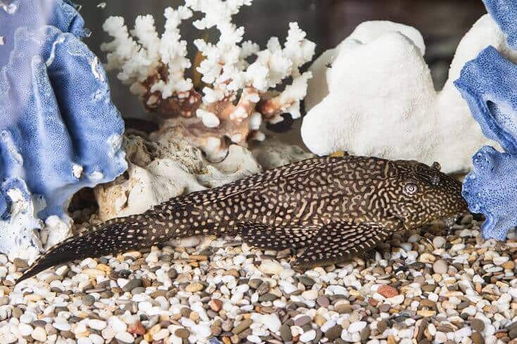 Pleco común