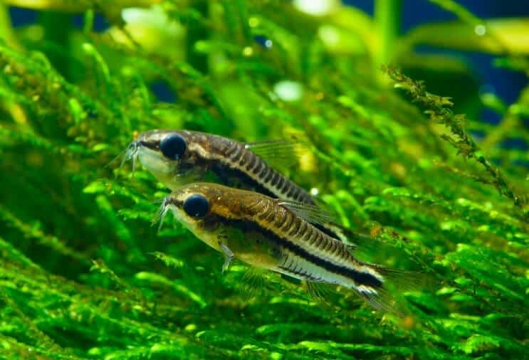 Descripción general de Pygmy Cory