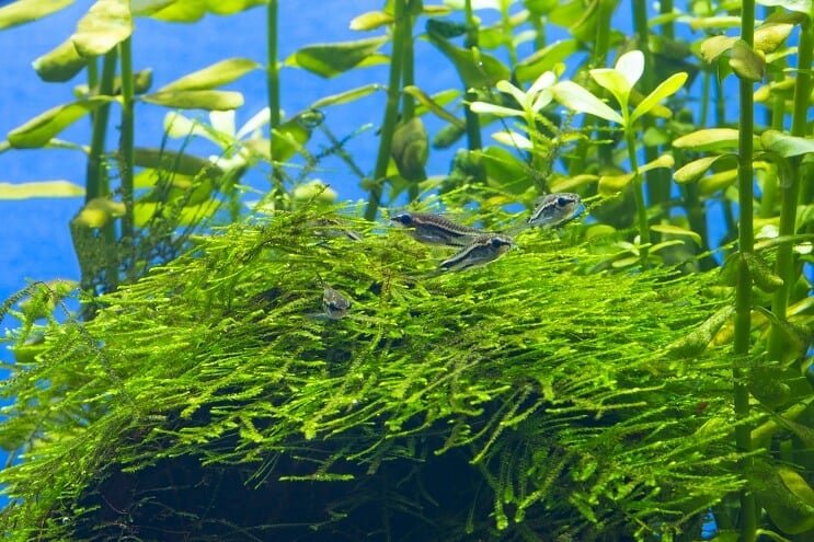 Hábitat Pigmeo Cory