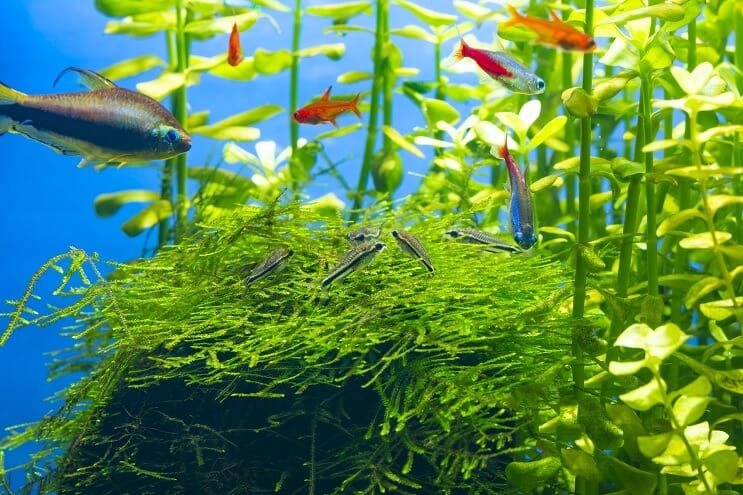 Compañeros de tanque Pygmy Cory