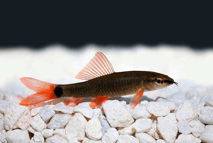 Tiburón arco iris en acuario