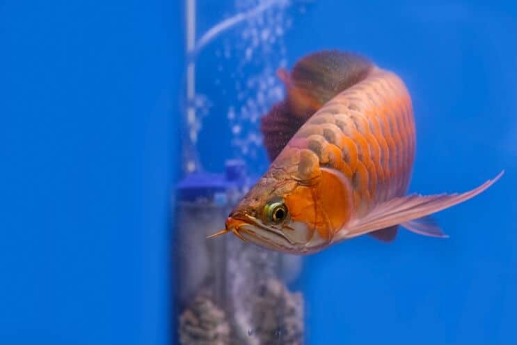 Apariencia de Arowana roja
