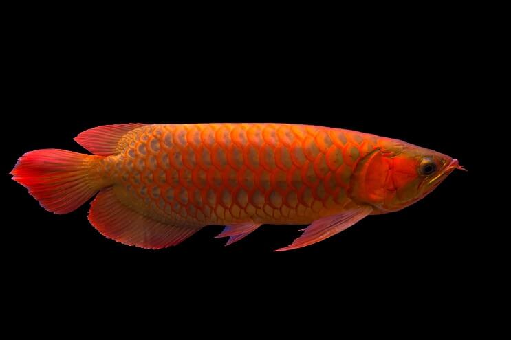 Descripción general de Red Arowana